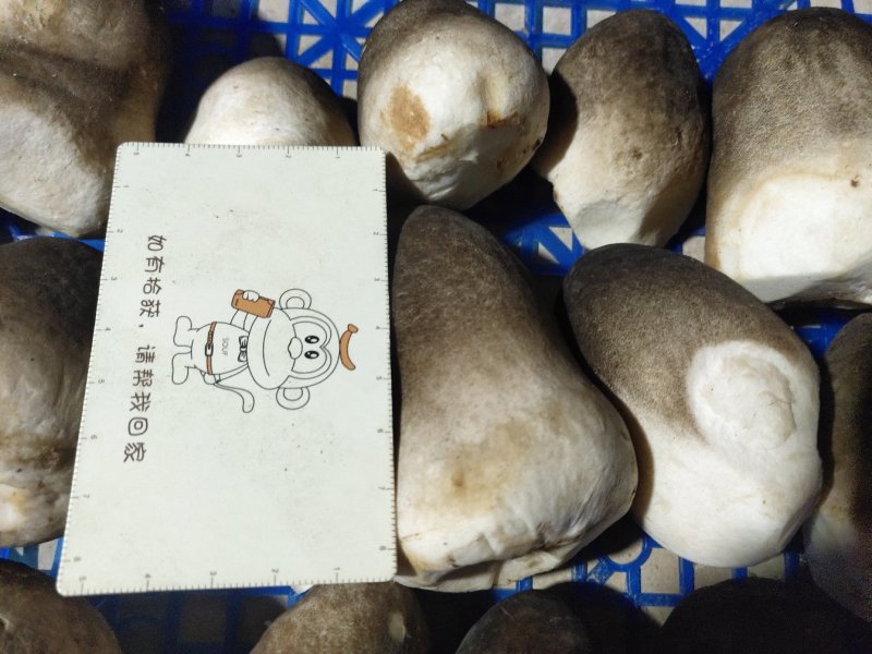 草菇
