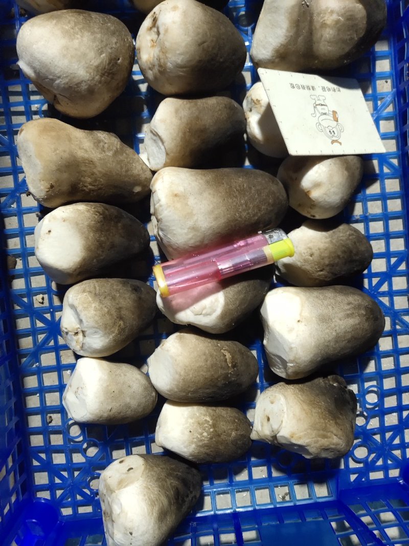 草菇