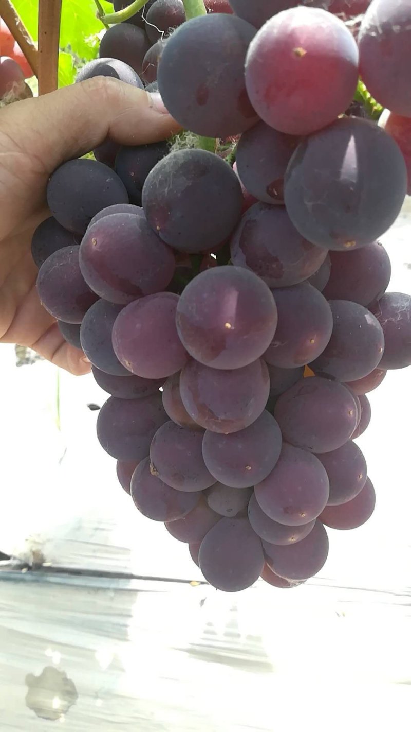 老家万亩🍇夏黑藤稔早熟红无核巨盛巨玫瑰等大量有货