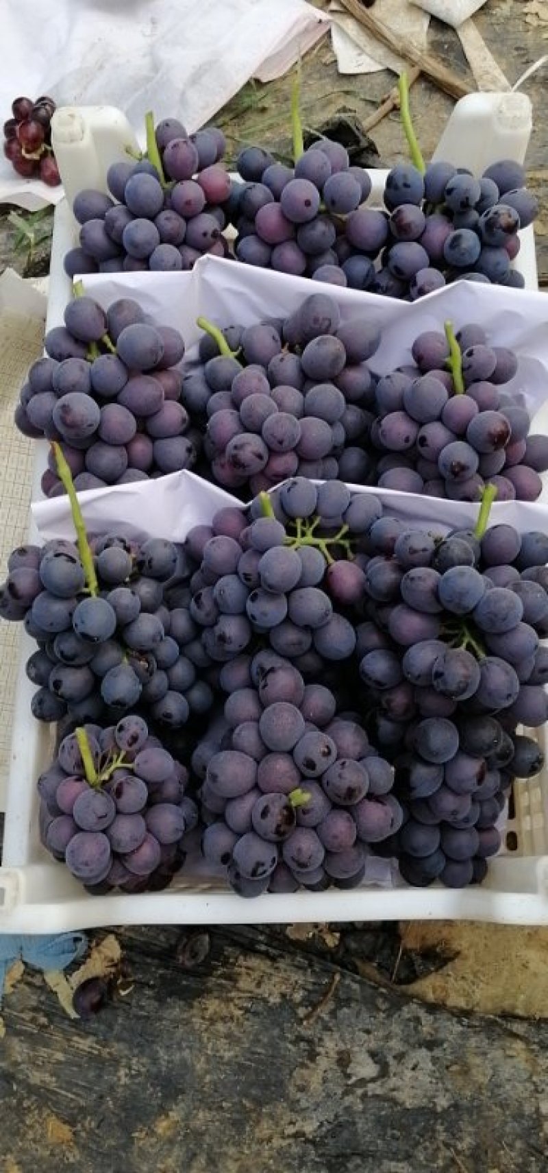 老家万亩🍇夏黑藤稔早熟红无核巨盛巨玫瑰等大量有货