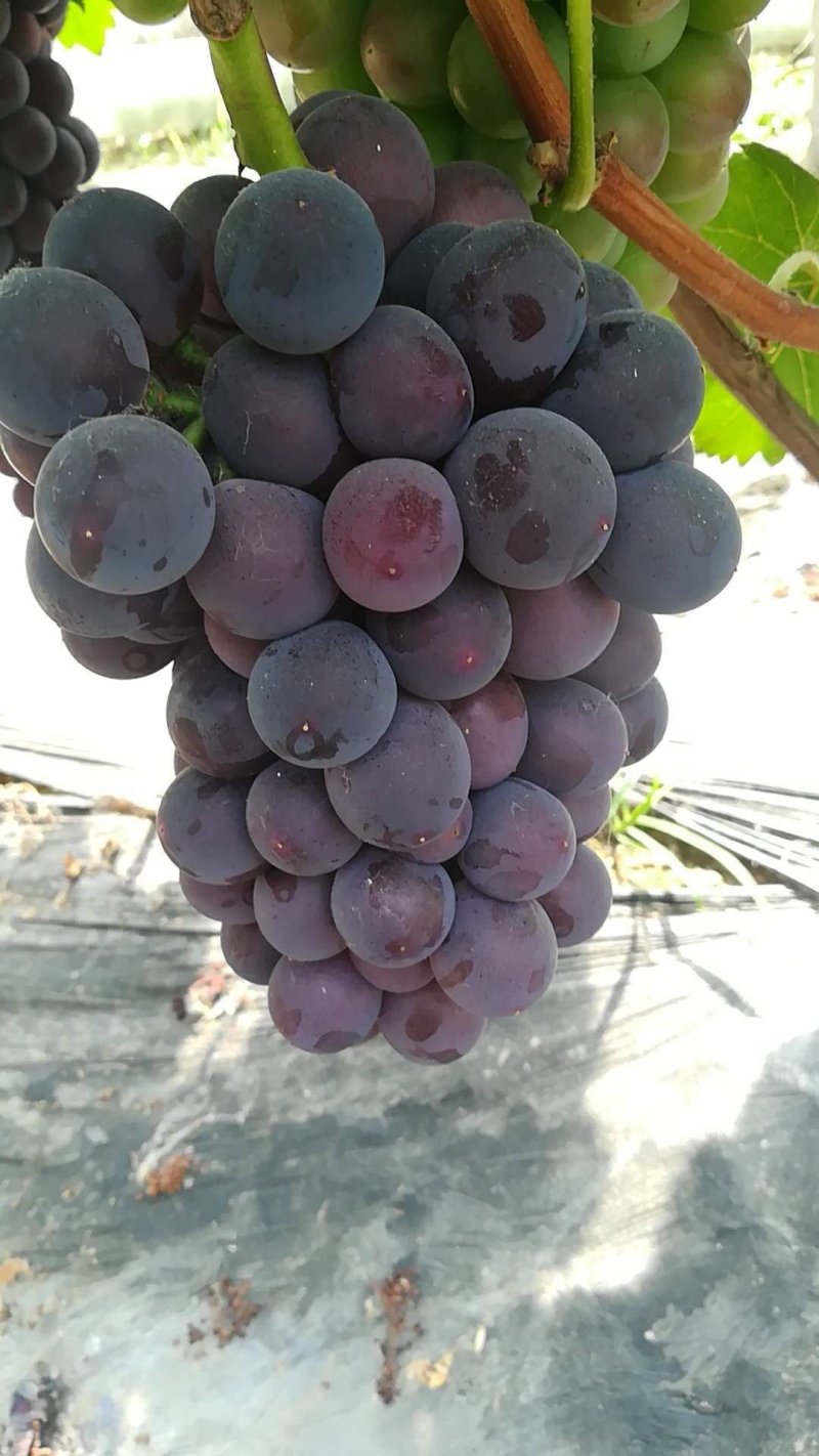 老家万亩🍇夏黑藤稔早熟红无核巨盛巨玫瑰等大量有货