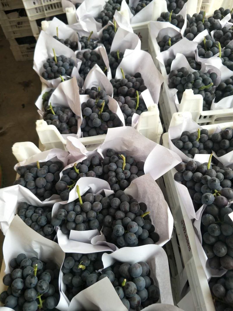 老家万亩🍇夏黑藤稔早熟红无核巨盛巨玫瑰等大量有货