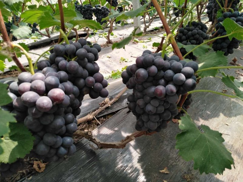 老家万亩🍇夏黑藤稔早熟红无核巨盛巨玫瑰等大量有货