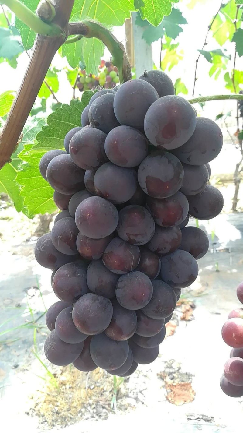 老家万亩🍇夏黑藤稔早熟红无核巨盛巨玫瑰等大量有货