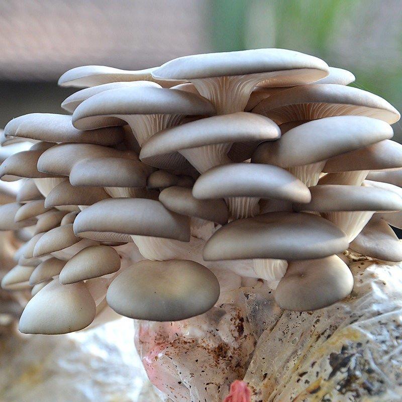 蘑菇种植包平菇菌棒香菇菌种菇种家庭食，直接可以下单