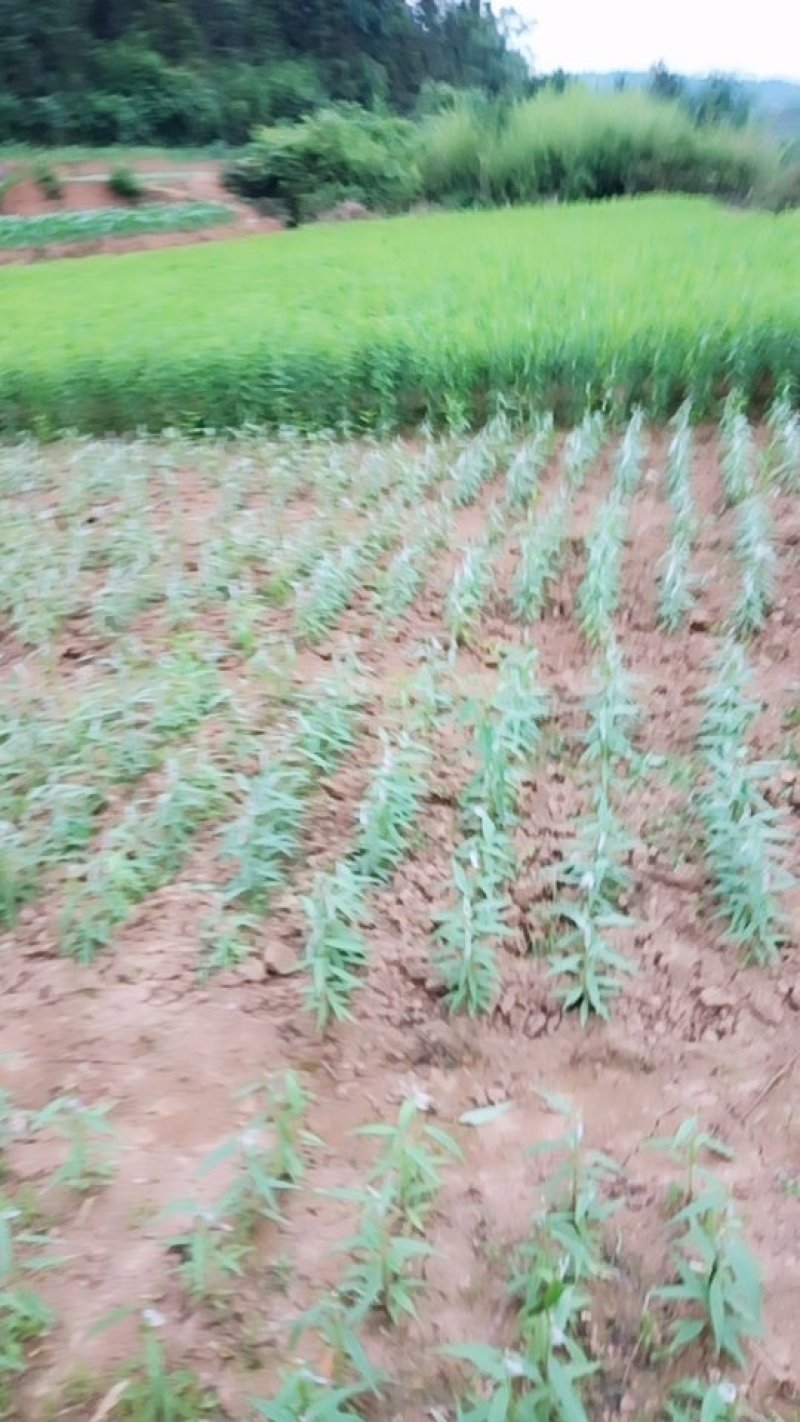 蜂糖李子苗，大型苗木基地，薄利多销