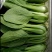 叶菜类小青菜，油菜，上海青，常年供应食堂青菜，工厂青菜，