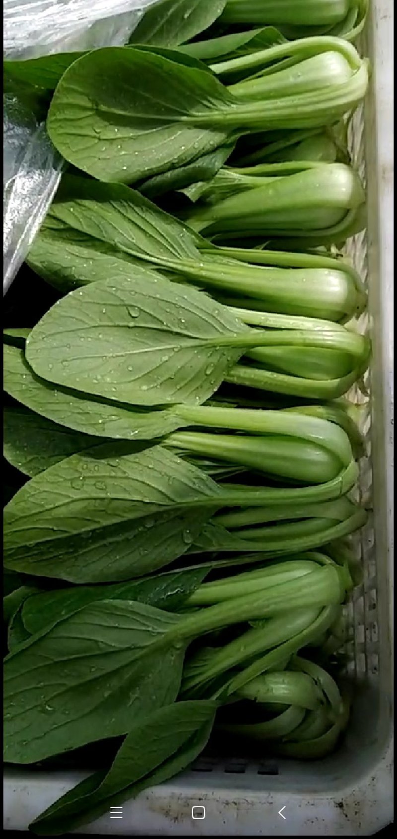 叶菜类小青菜，油菜，上海青，常年供应食堂青菜，工厂青菜，