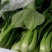 叶菜类小青菜，油菜，上海青，常年供应食堂青菜，工厂青菜，