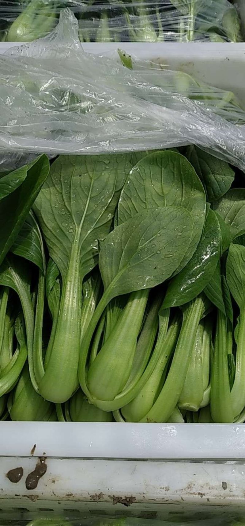 叶菜类小青菜，油菜，上海青，常年供应食堂青菜，工厂青菜，