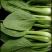 叶菜类小青菜，油菜，上海青，常年供应食堂青菜，工厂青菜，