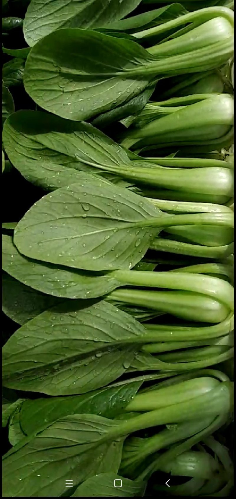 叶菜类小青菜，油菜，上海青，常年供应食堂青菜，工厂青菜，