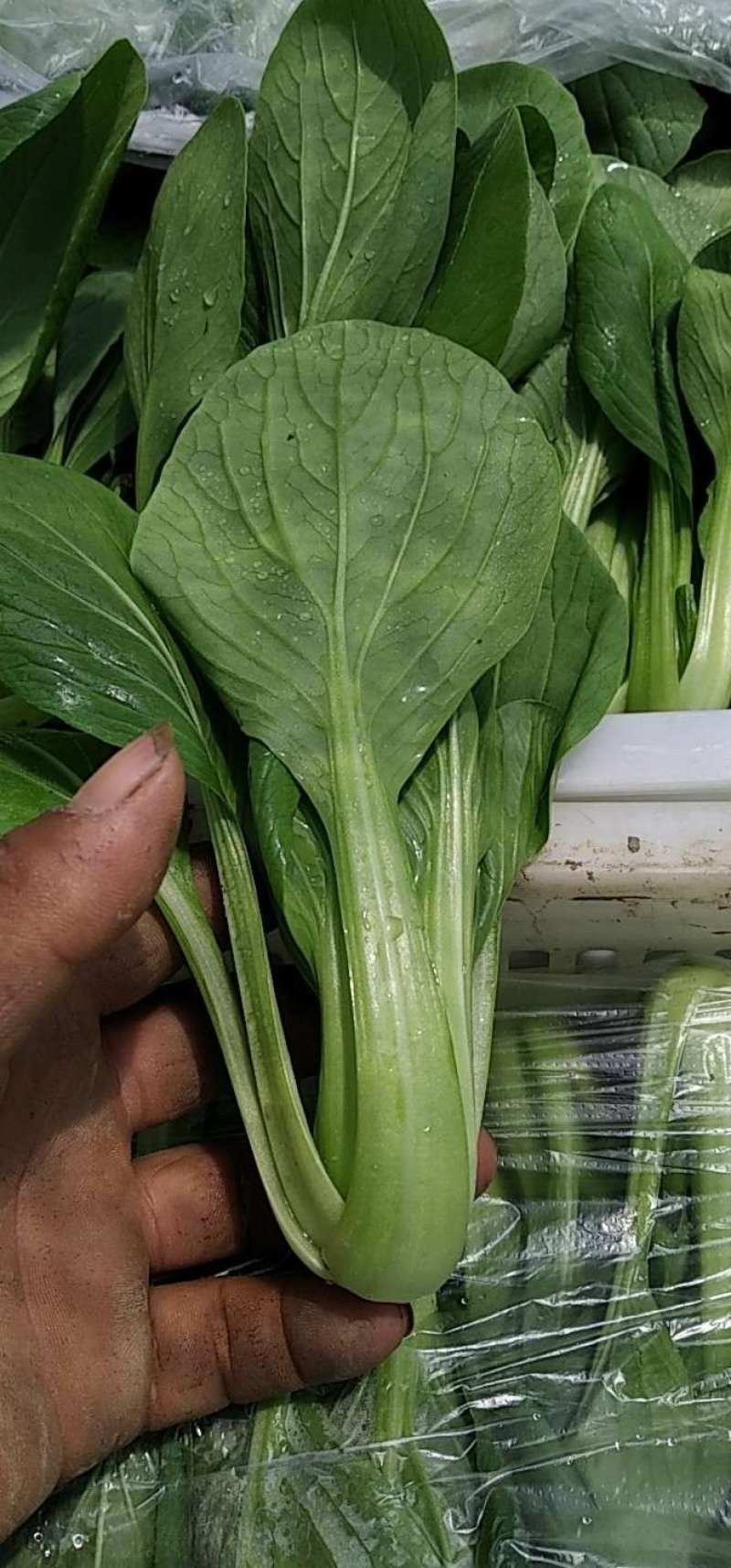 叶菜类小青菜，油菜，上海青，常年供应食堂青菜，工厂青菜，