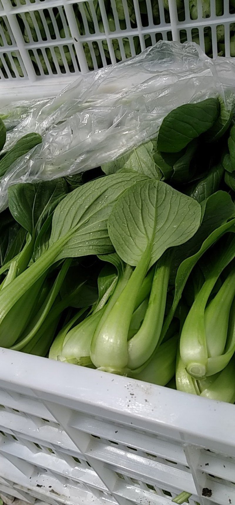 叶菜类小青菜，油菜，上海青，常年供应食堂青菜，工厂青菜，