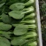 叶菜类小青菜，油菜，上海青，常年供应食堂青菜，工厂青菜，