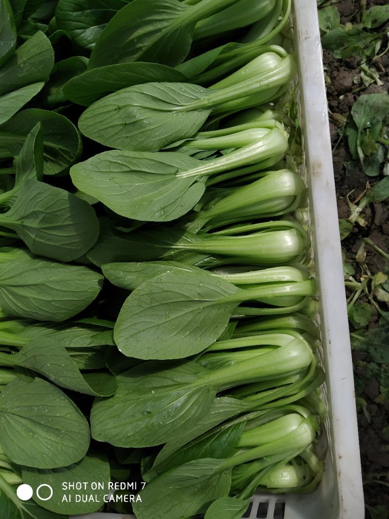 叶菜类小青菜，油菜，上海青，常年供应食堂青菜，工厂青菜，
