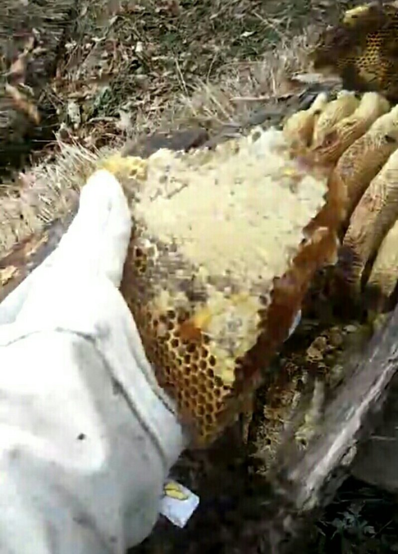 土蜂蜜百花蜜