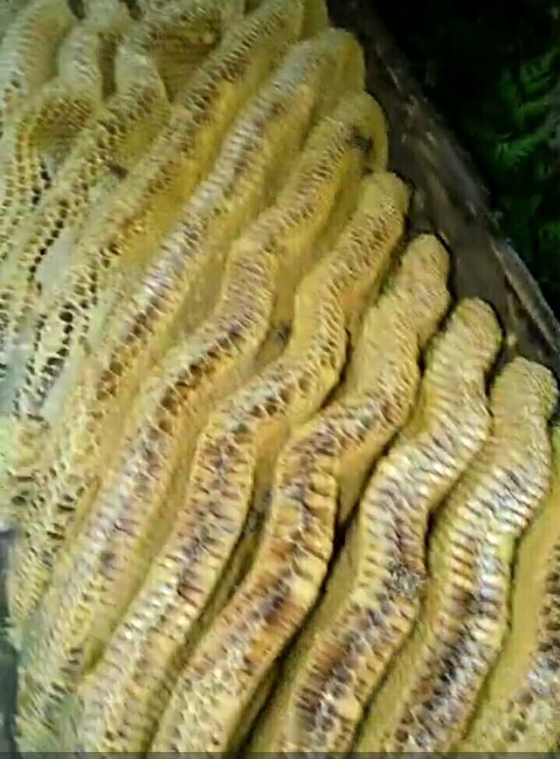 土蜂蜜百花蜜
