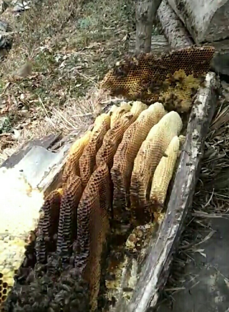 土蜂蜜百花蜜