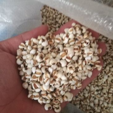 大薏米，小薏米！49.5斤真空包装！量大从优！