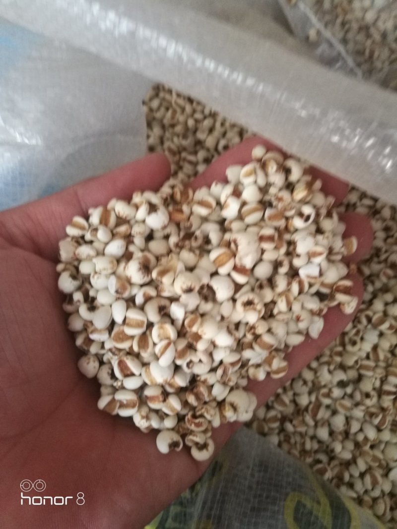大薏米，小薏米！49.5斤真空包装！量大从优！