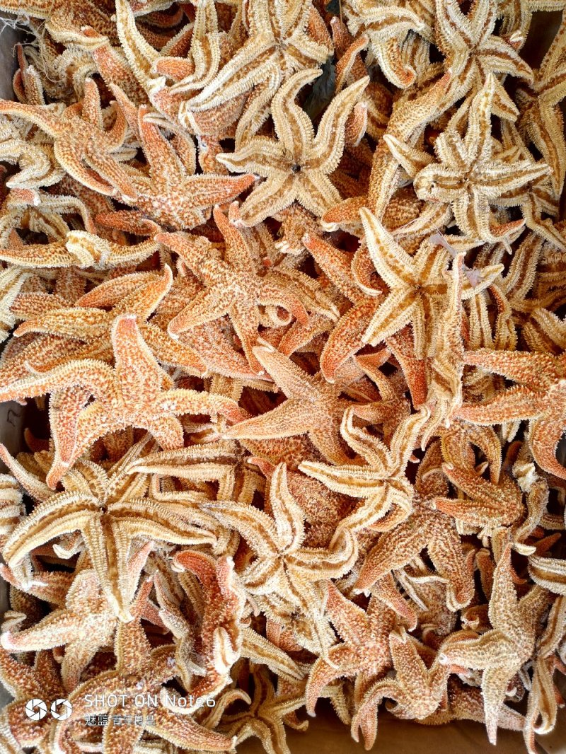 海星