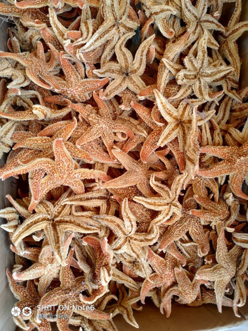 海星