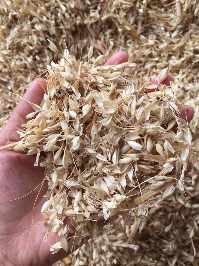 常年大量供应优质养牛专用麦糠
