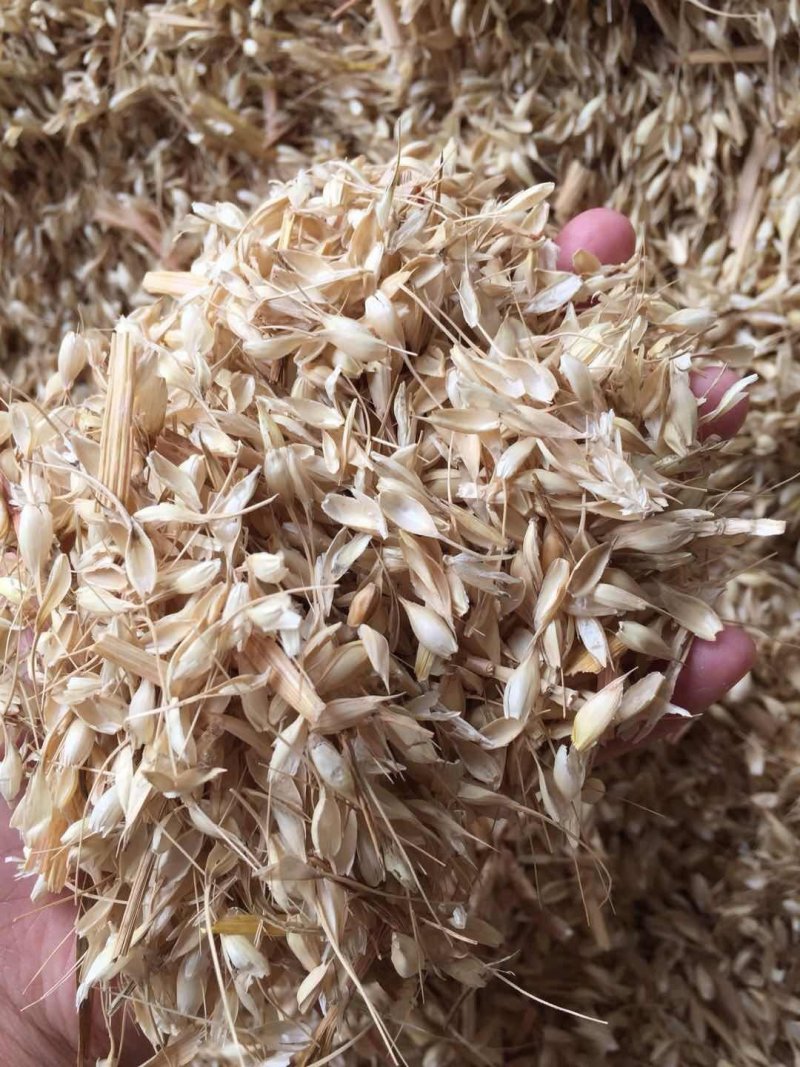 常年大量供应优质养牛专用麦糠