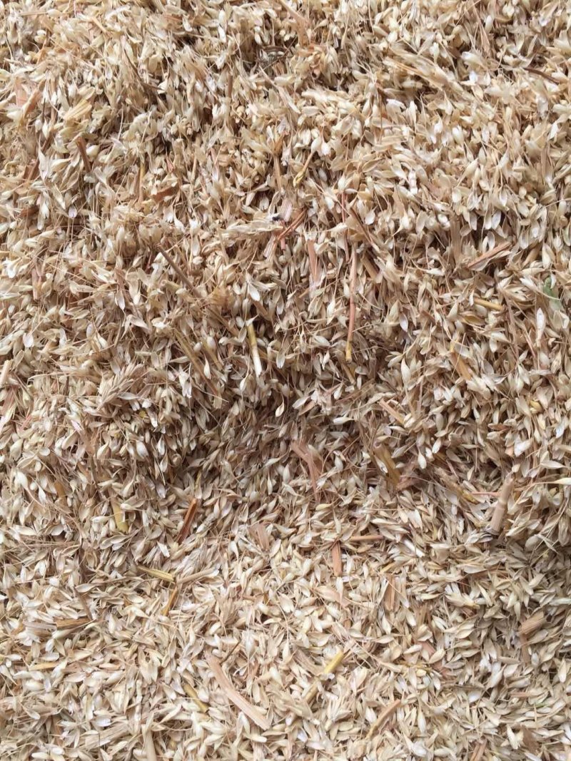 常年大量供应优质养牛专用麦糠