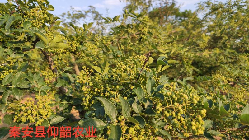 秦安县仰韶农业产地嫩花椒绿满山