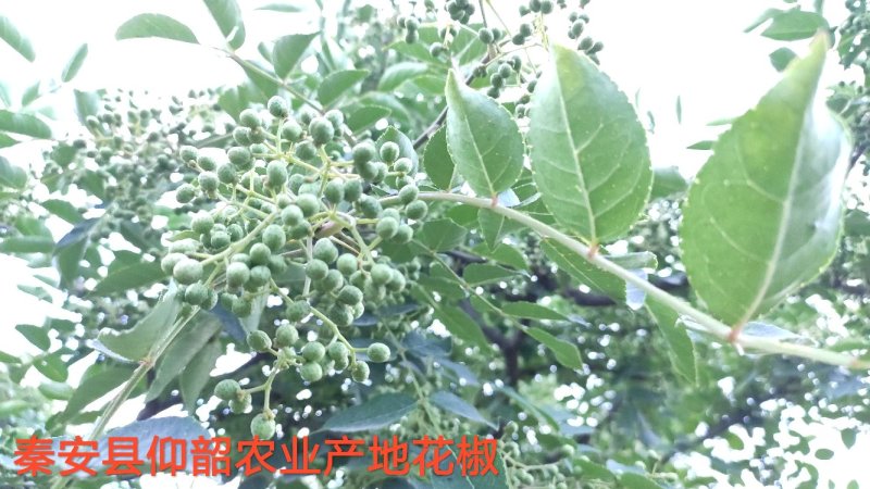 秦安县仰韶农业产地嫩花椒绿满山