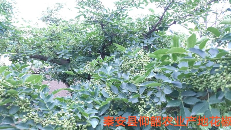 秦安县仰韶农业产地嫩花椒绿满山