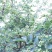 秦安县仰韶农业产地嫩花椒绿满山