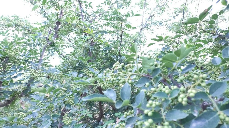 秦安县仰韶农业产地嫩花椒绿满山