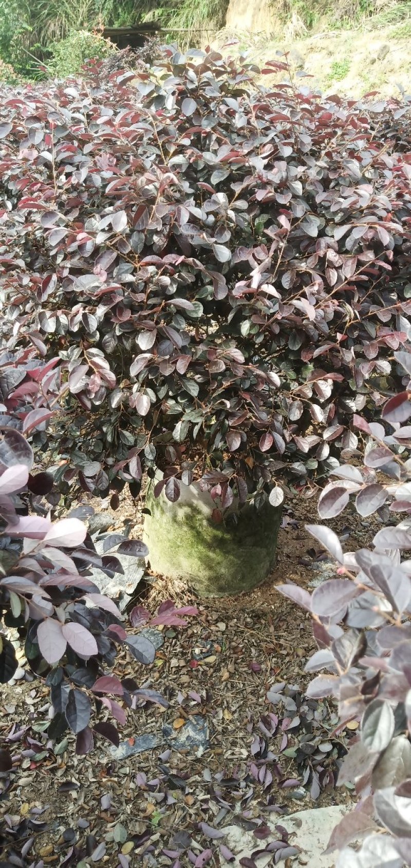 袋苗红花继木球，精品实球