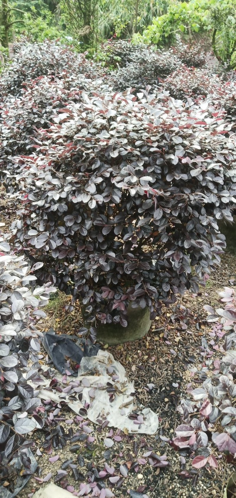 袋苗红花继木球，精品实球