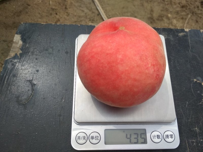 优质套纸袋《突围桃》子口感脆甜、桃子通身红果质硬度耐运输