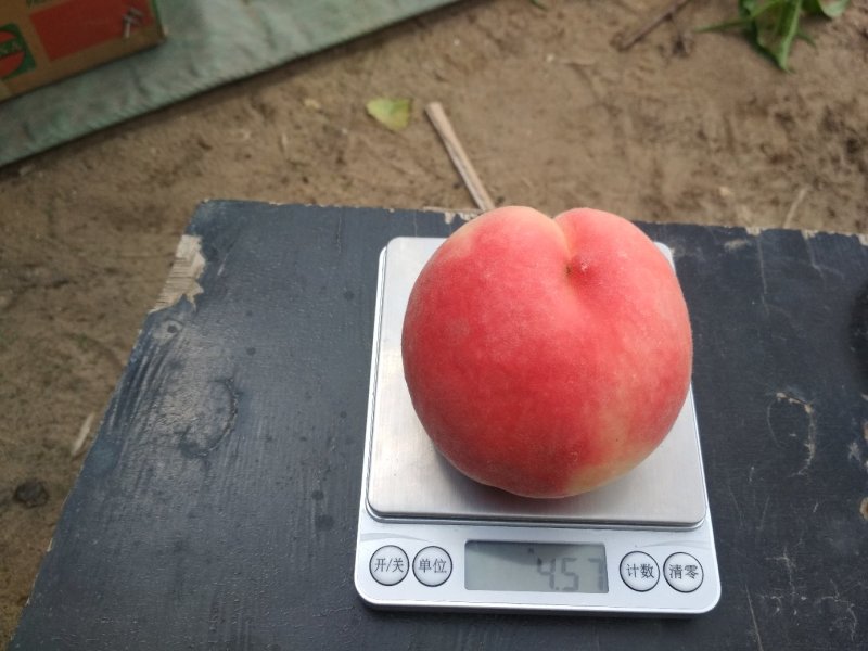 优质套纸袋《突围桃》子口感脆甜、桃子通身红果质硬度耐运输