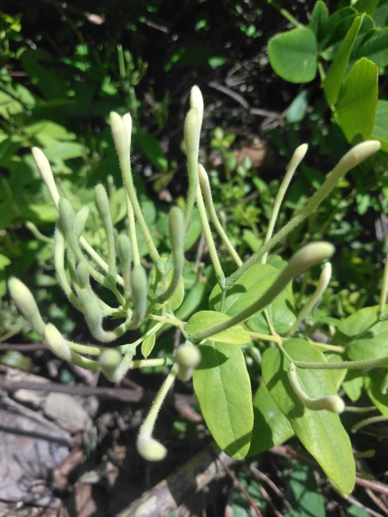 秦岭野金银花精选特级干花散装清热茶200克包邮