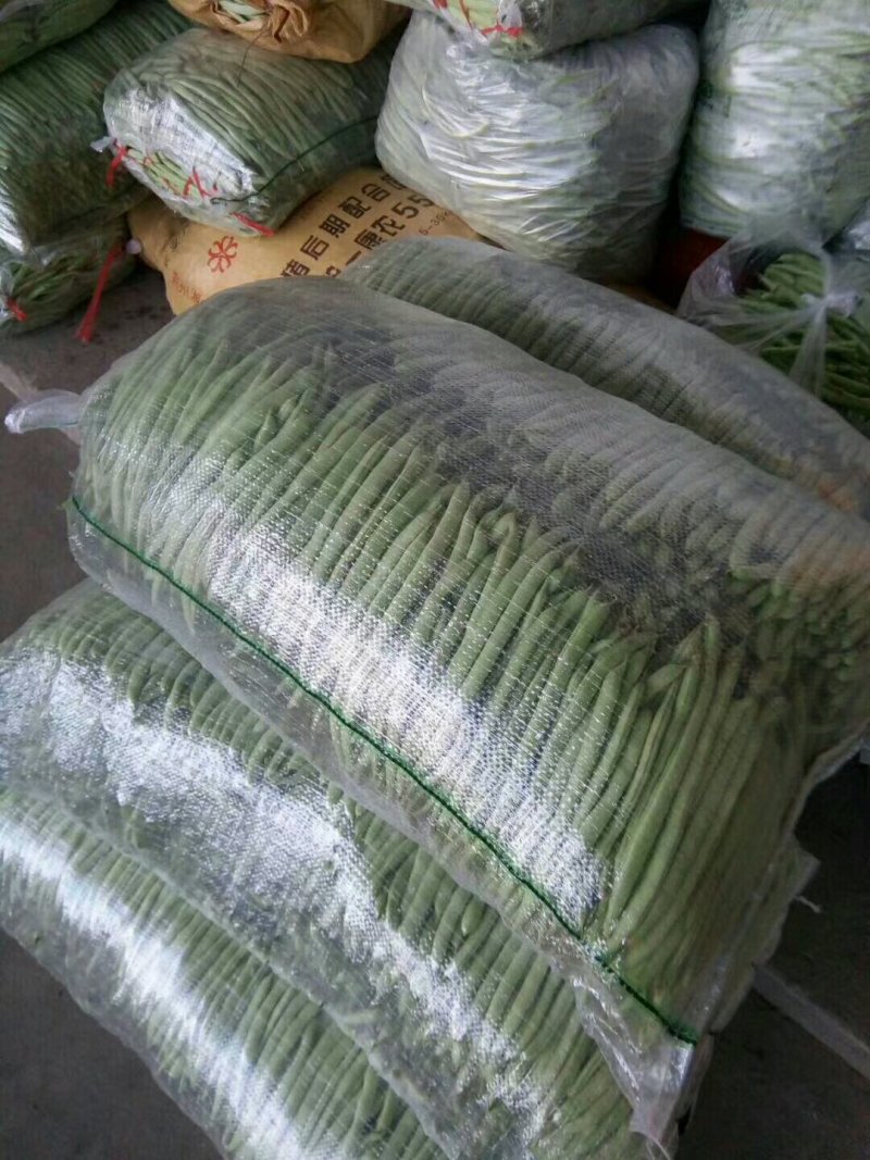高山蔬菜之一五季豆闪亮登场啦！