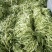 高山蔬菜之一五季豆闪亮登场啦！