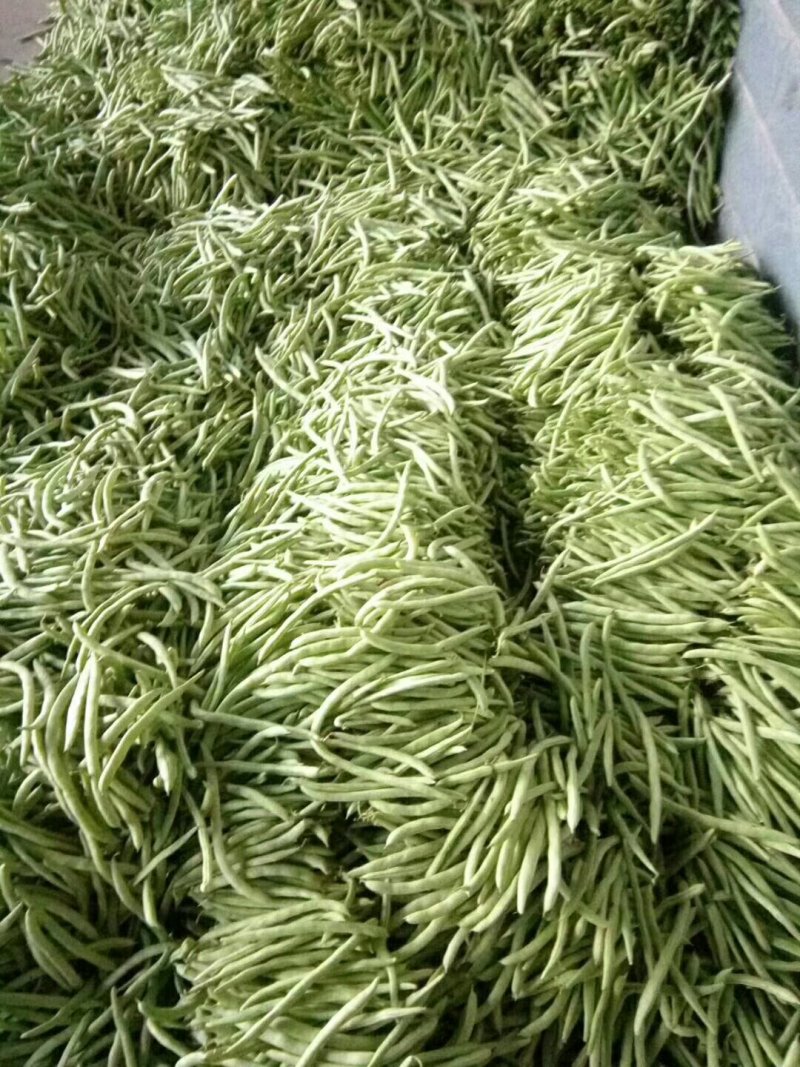 高山蔬菜之一五季豆闪亮登场啦！