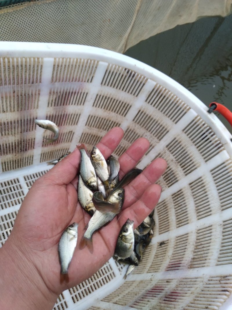 大量供应鲤鱼苗一斤20到50尾各种规格