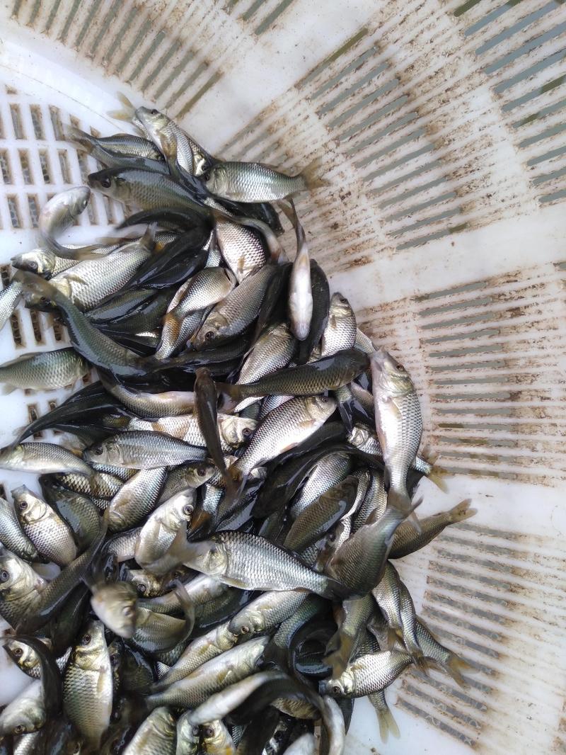 大量供应鲤鱼苗一斤20到50尾各种规格
