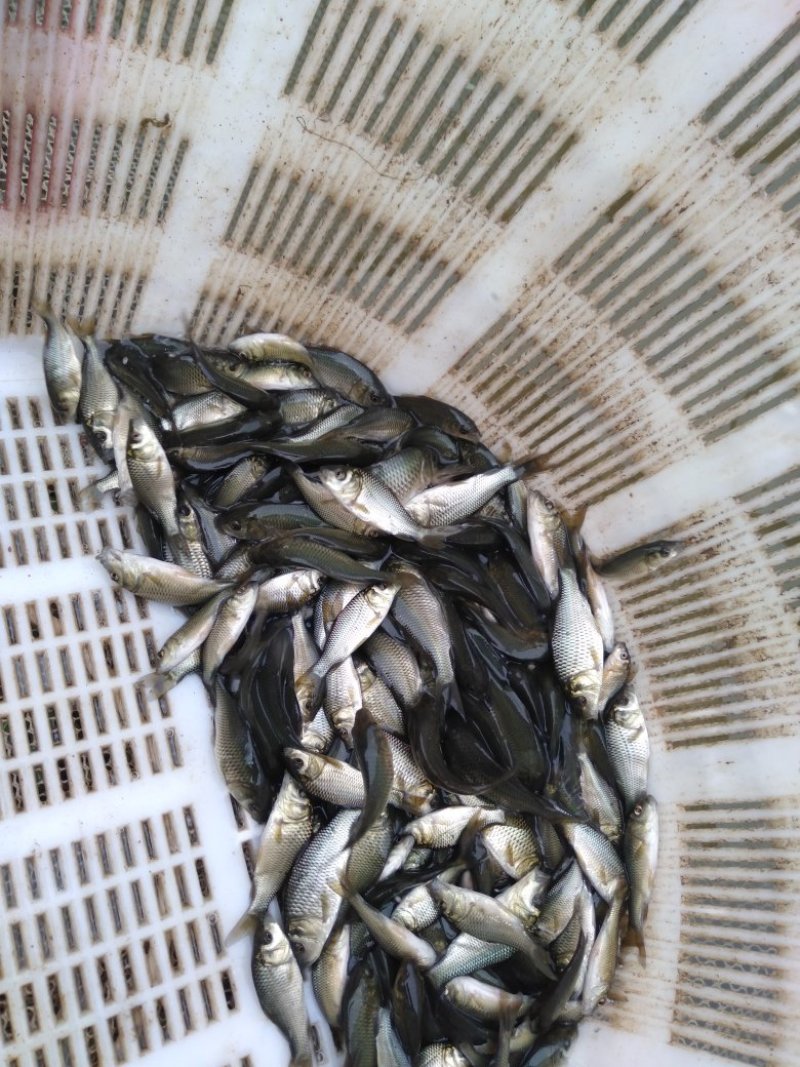 大量供应鲤鱼苗一斤20到50尾各种规格