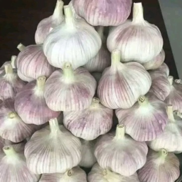 优级紫皮大蒜欢迎来电咨询基地发货一件代发