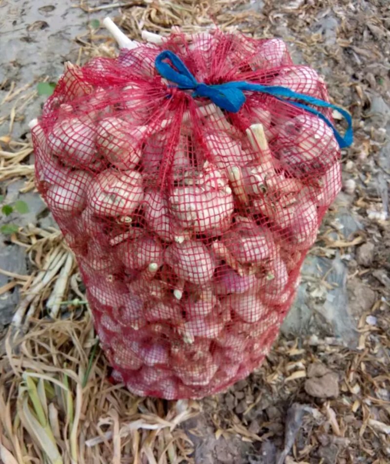 优级紫皮大蒜欢迎来电咨询基地发货一件代发