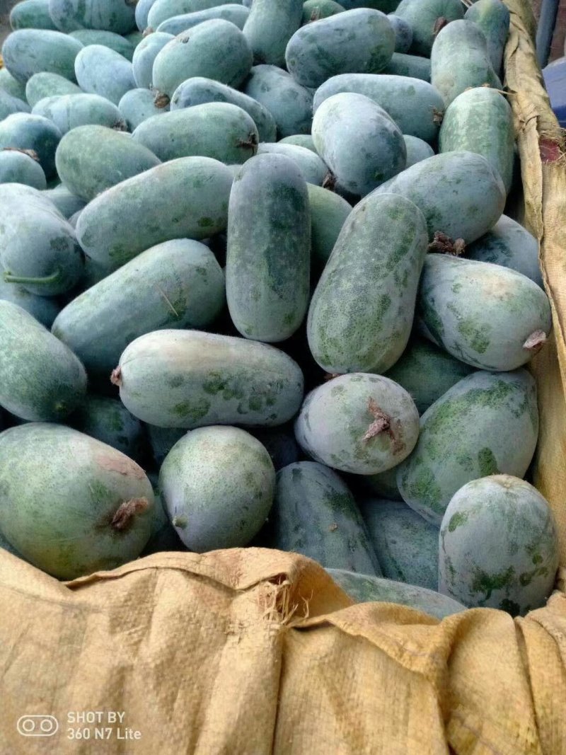 大量出售水果冬瓜