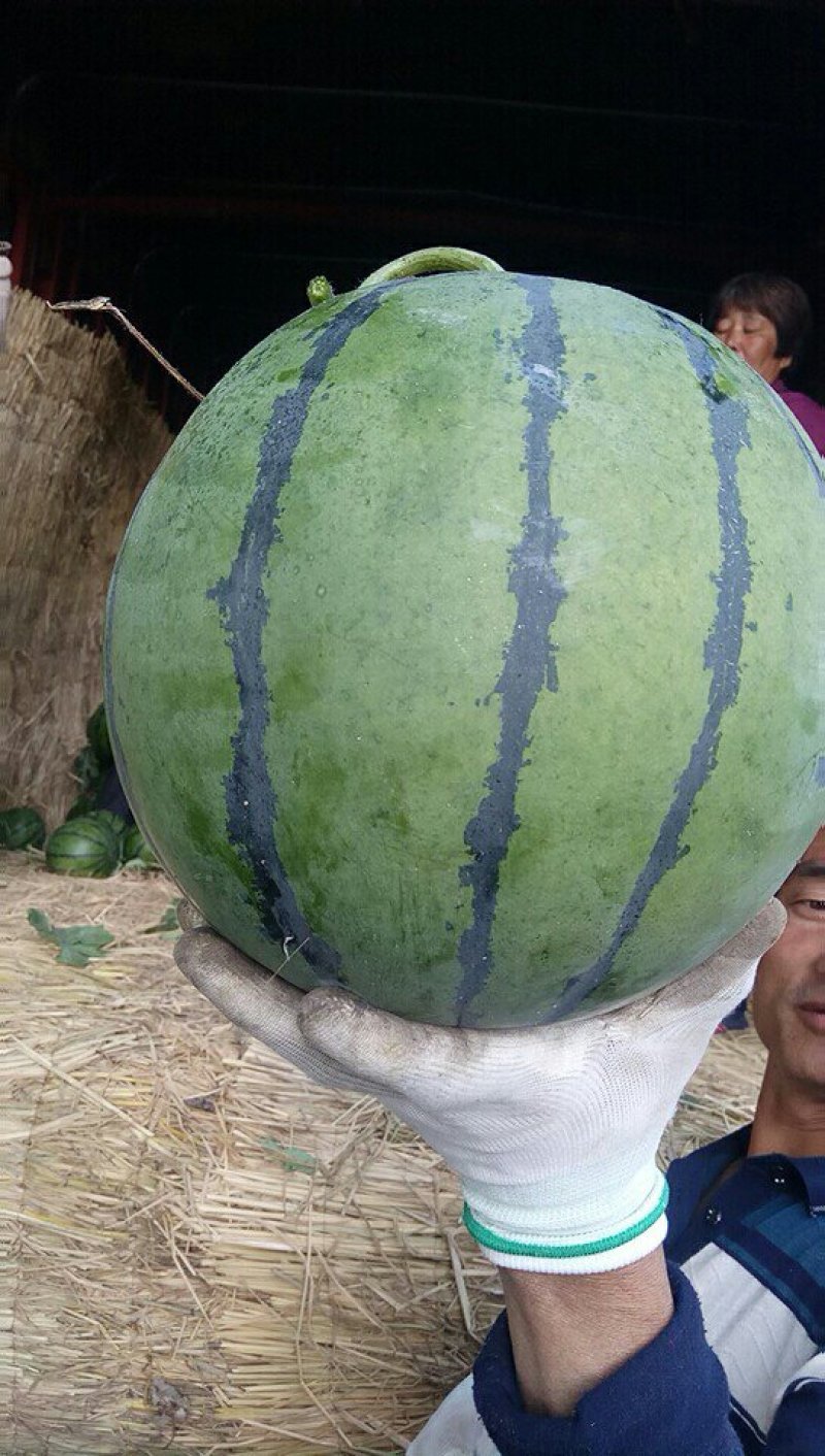 大棚西瓜大量上市